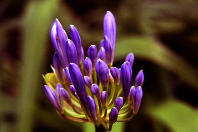 其戰術佈局 其戰術佈局