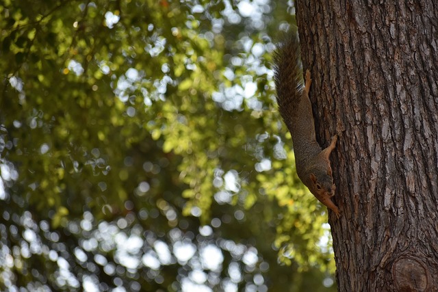 国在跆拳道 国在跆拳道