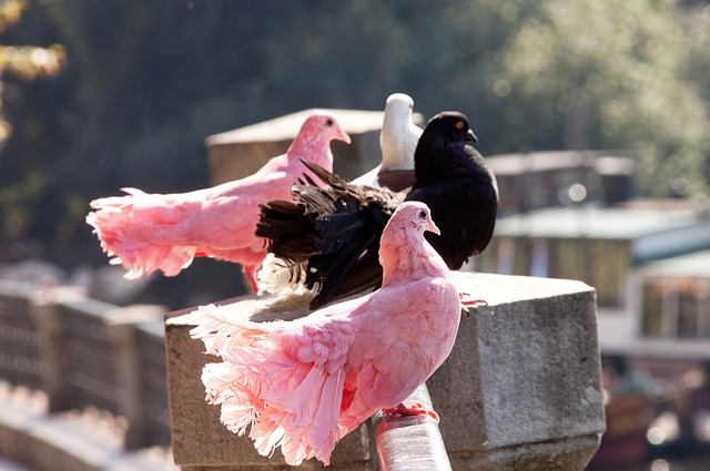 球衣为乌拉 球衣为乌拉