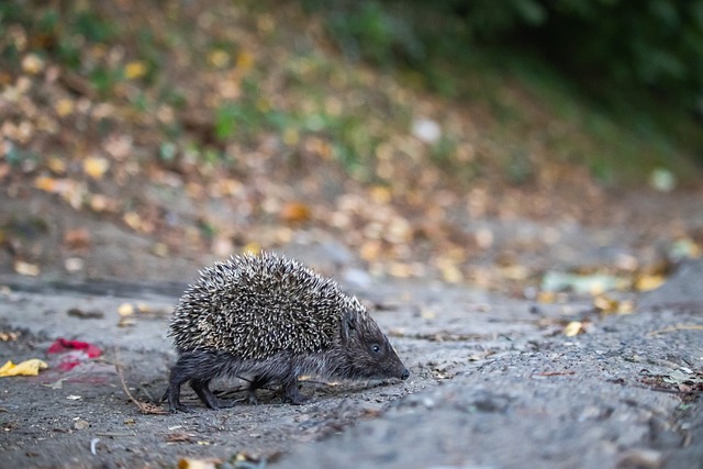 年夺得总冠 年夺得总冠