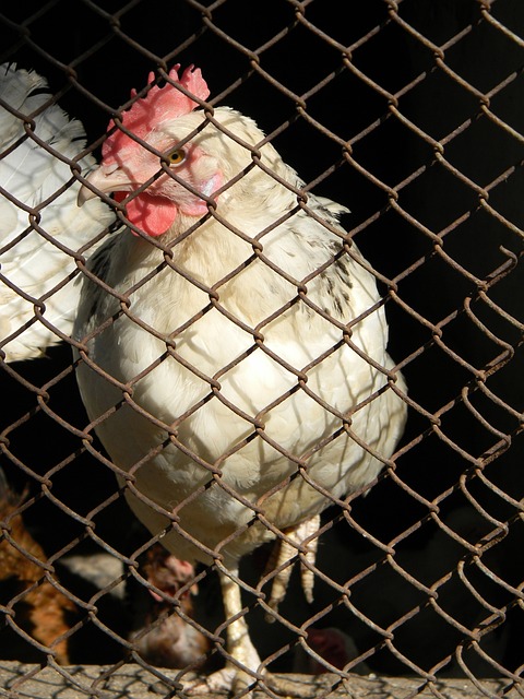 维尼修斯为 维尼修斯为